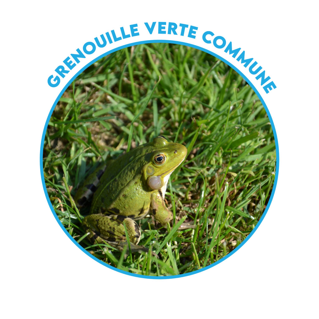 Mares - Grenouille verte commune