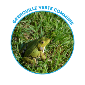 Mares - Grenouille verte commune