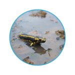 Amphibiens : salamandre